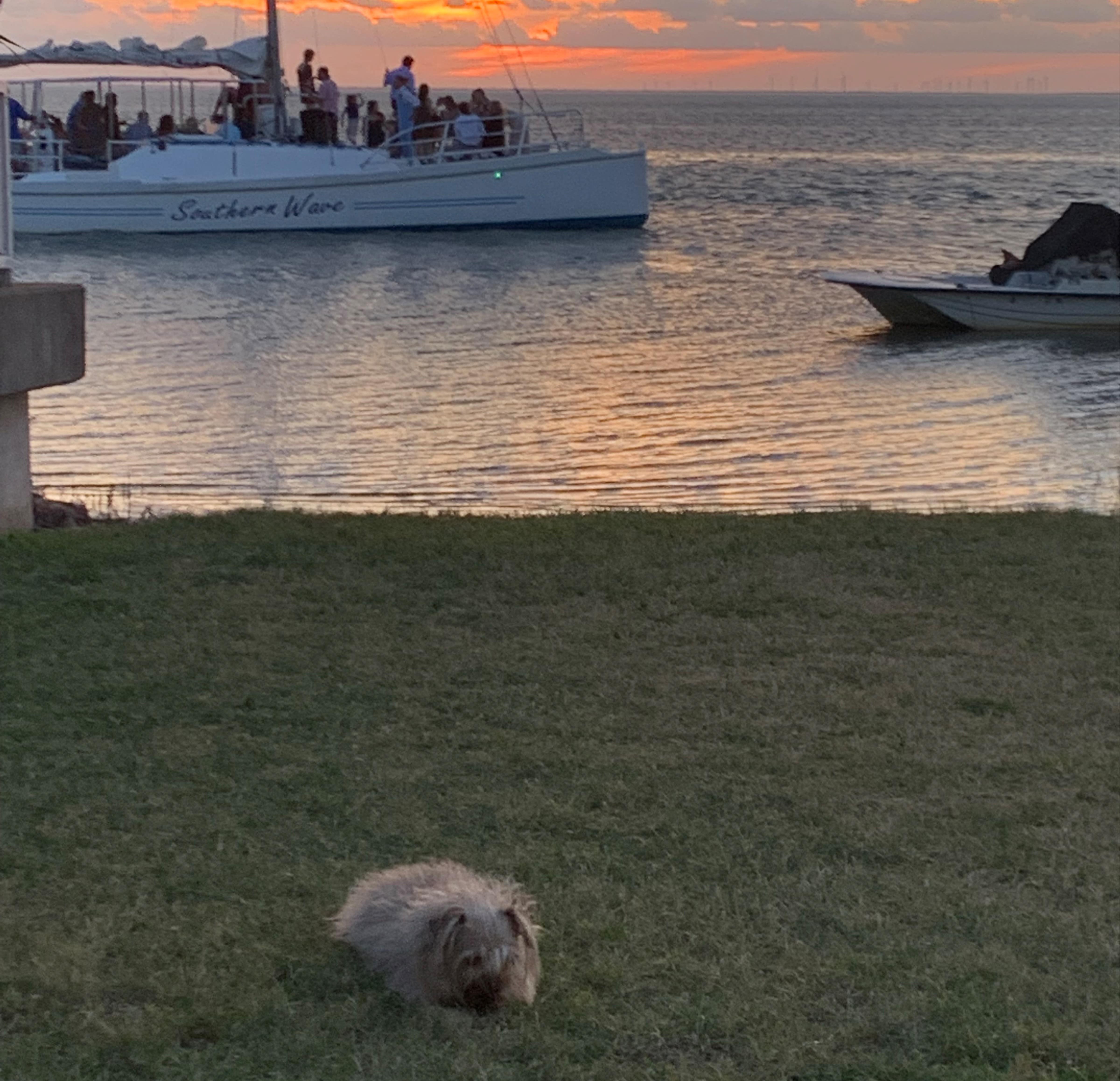 A dog peacefully sitting on the grass, illuminated by the warm hues